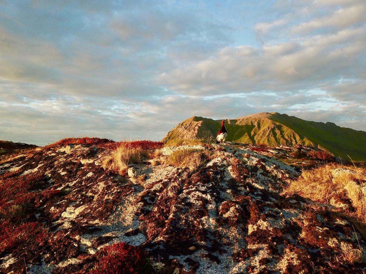 Midnight Sun View Lofoten Leknes Exterior foto